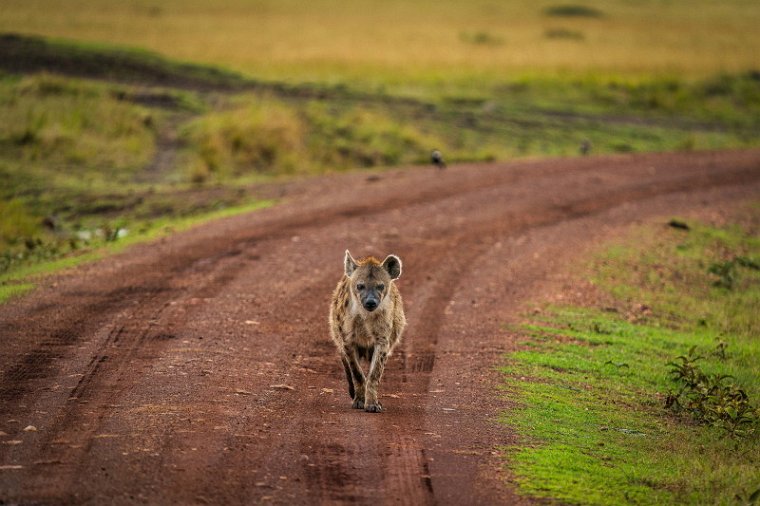 050 Masai Mara, gevlekte hyena.jpg